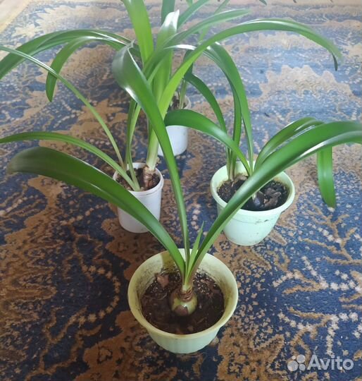 Гиппеаструм