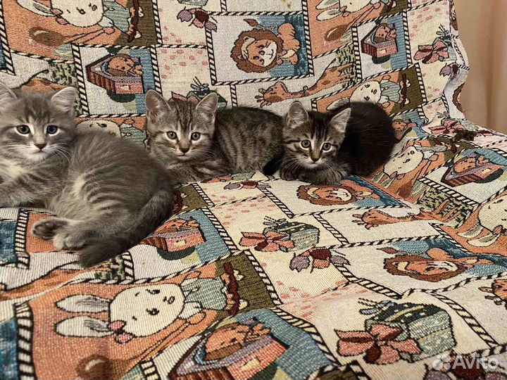 Шотландские котята