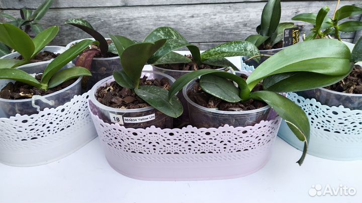 Кашпо, горшки и кора для орхидей