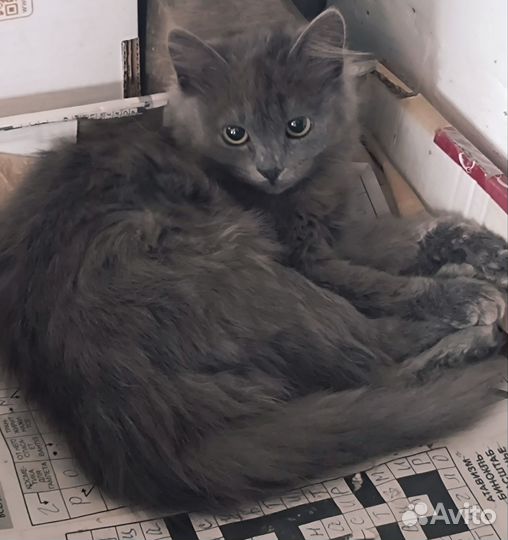 Шотландские прямоушки