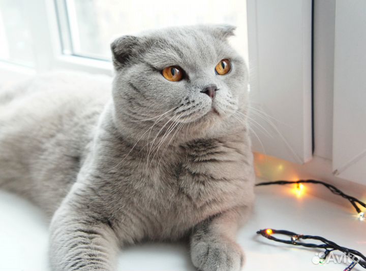 Передержка для Вашего котика
