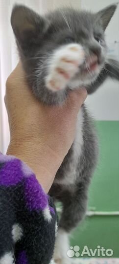 Милые котята