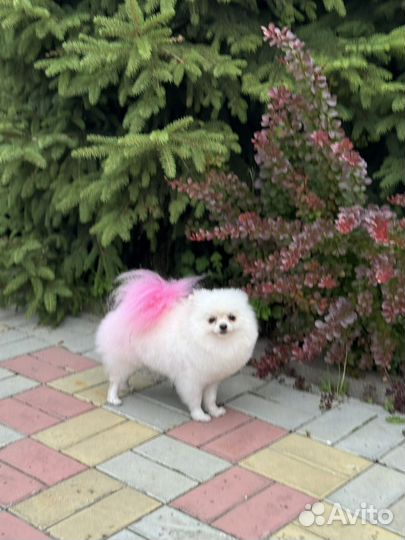 Померанский шпиц