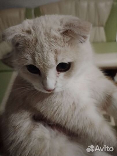 Молодая кошечка