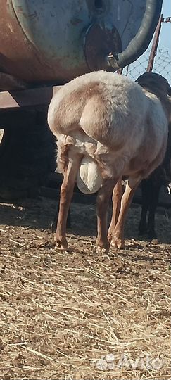 Баран на племя