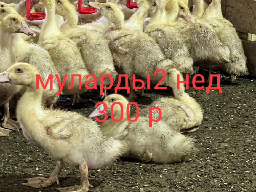 Утки гуси бройлеры индюки и муларды