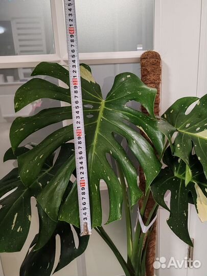 Монстера Тайское созвездие