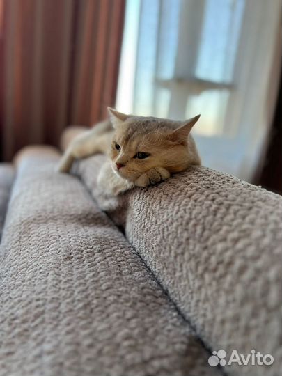 Вязка
