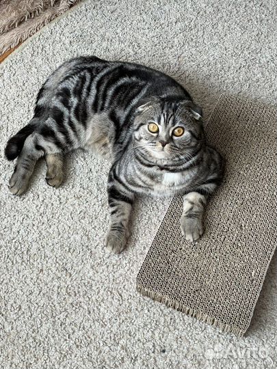 Шотландский кот вязка