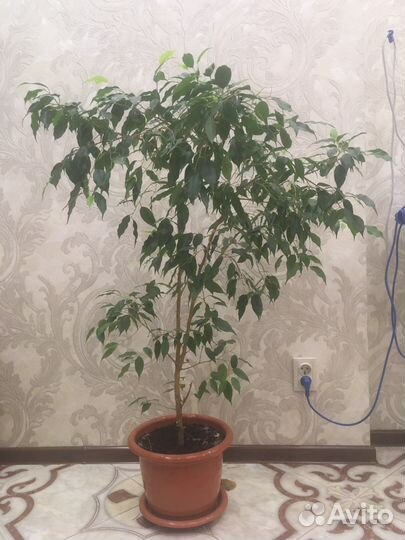 Фикус Бенджамина