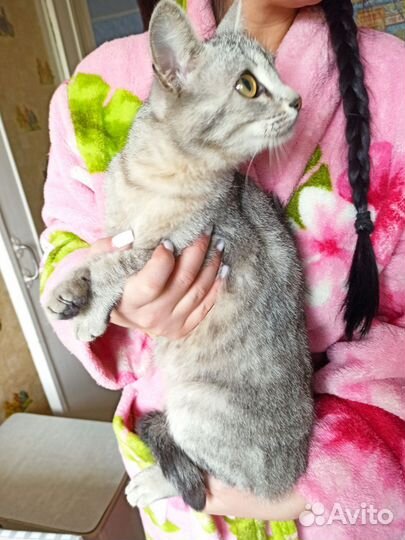 Кошка в дар