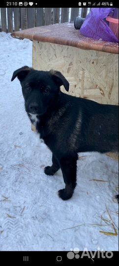 Отдам щенка