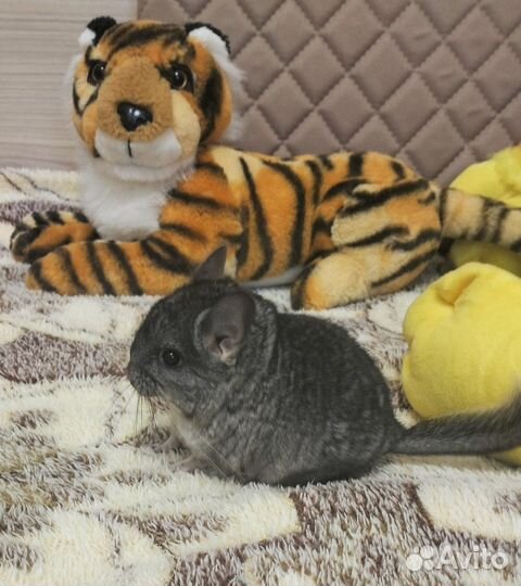 Шиншилла