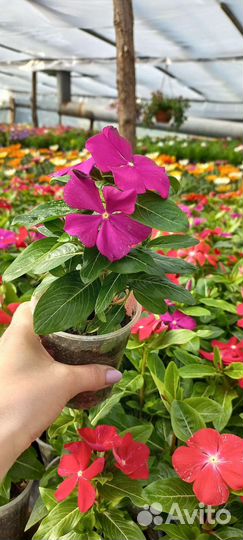 Продажа цветов