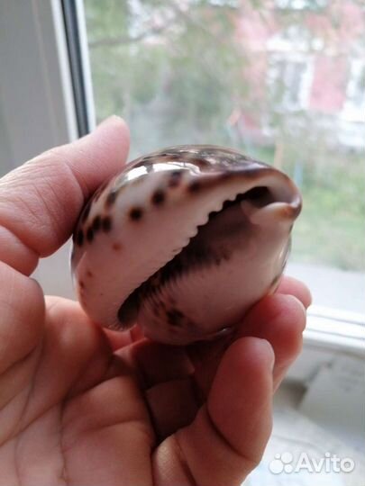 Ракушка морская
