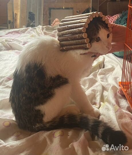 Кот Степан в добрые руки