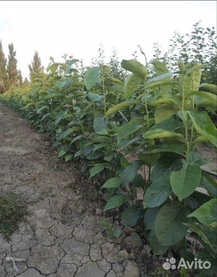 Саженцы хурмы