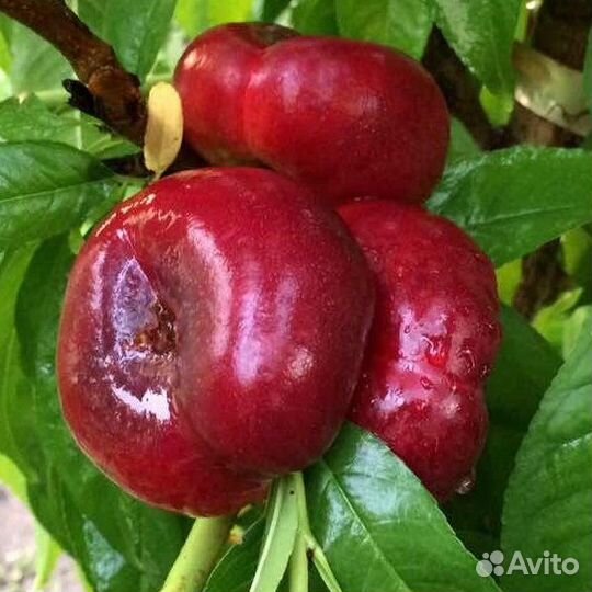 Саженцы Нектарина инжирного Донат