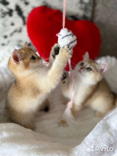 Котята золотой британской шиншиллы