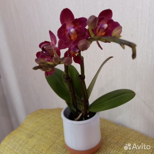 Орхидея фаленопсис мини бабочка, пелор