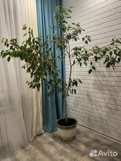 Комнатные цветы фикус бенджамина