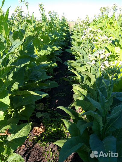 Семена табака