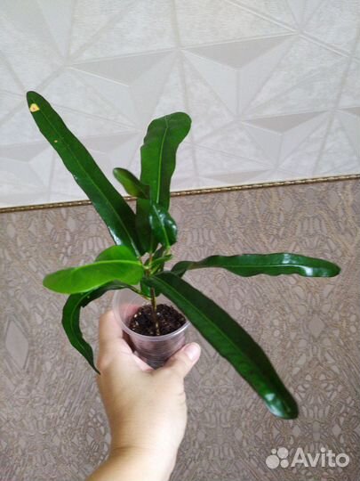 Кротоны