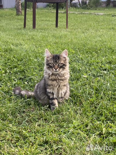 Кошка и котята в дар