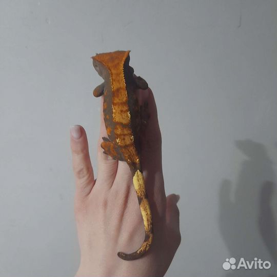 Реснитчатый бананоед