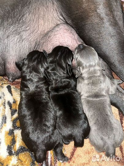 Щенки Кане-корсо