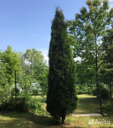 Туя Брабант 1,5 м