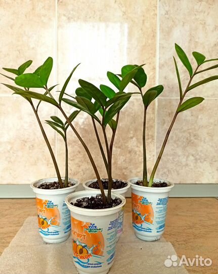 Замиокулькас замиелистный