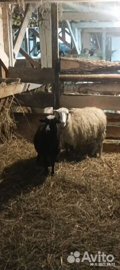 Овцы и козы 350 голов, оптом и в розницу