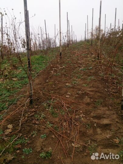 Лозы винограда для виноделия в Рязанской области