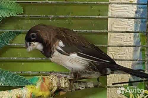 Японские амадины