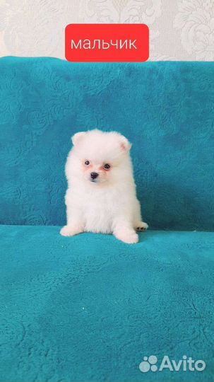 Щенки шпица