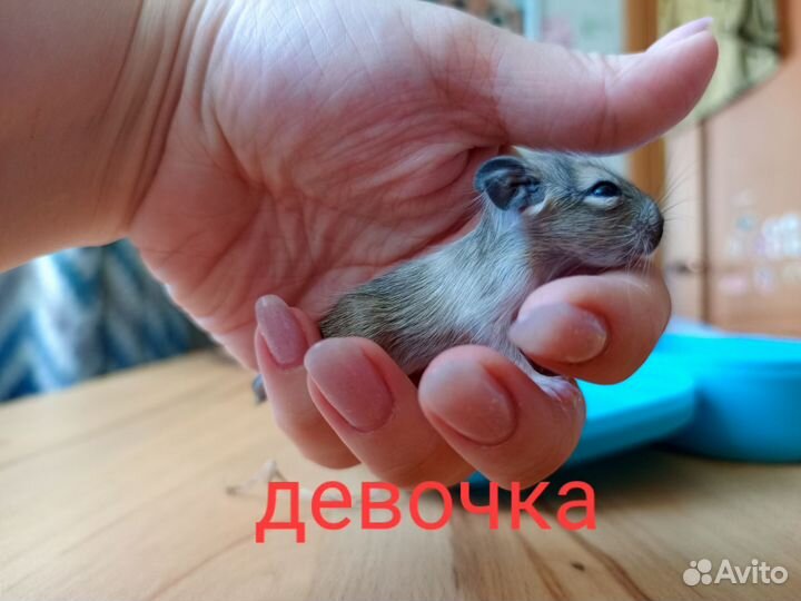 Белочка дегу малыши