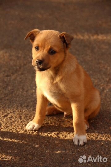 Собака в добрые руки