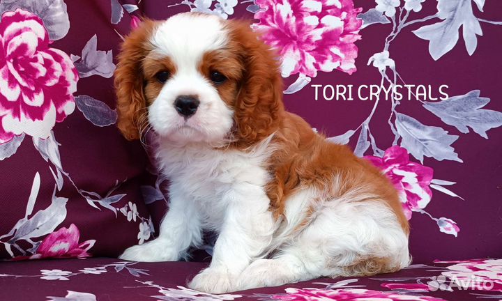 Кавалер Кинг чарльз спаниель
