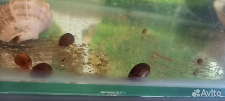Улитки аквариумные