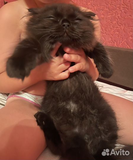 Шотландские котята