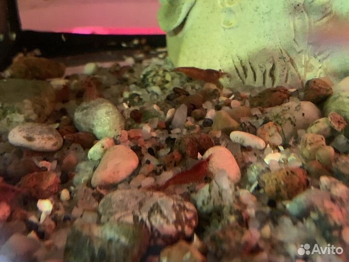 Аквариумные креветки Талнах