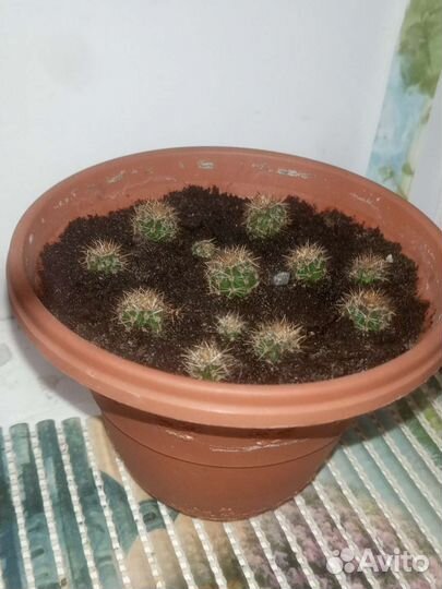 Кактус обыкновенный