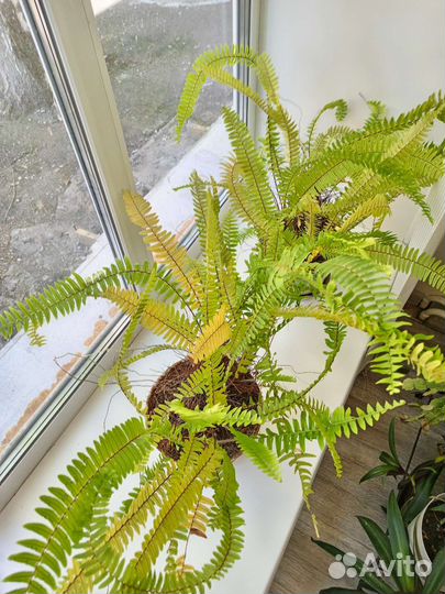 Папоротник комнатный