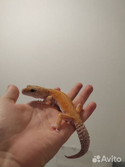 Геккон эублефар с террариумом