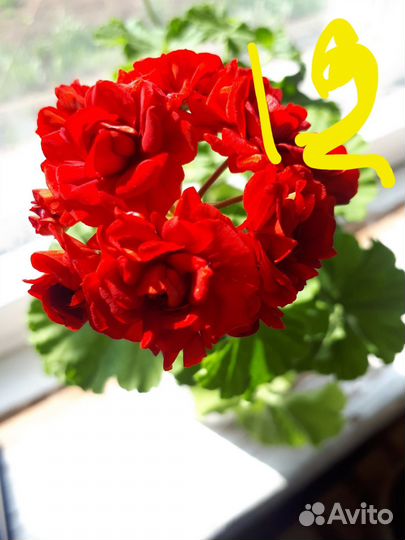 Черенки герани (укорененные)