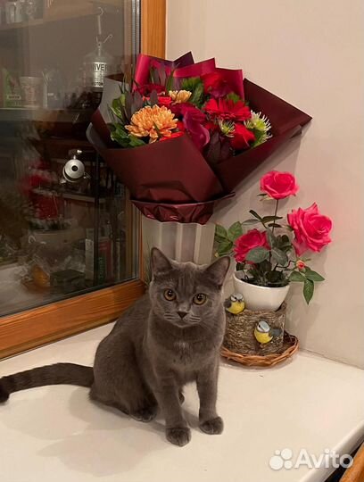 Британская