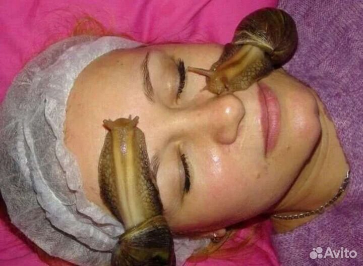 Яйца и улитки Ахатина Альбино ретикулята