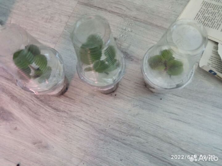 Фиалки сортовые, листы, детки