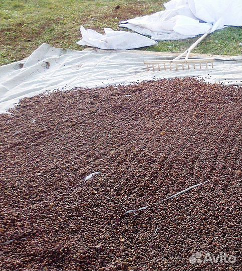 Кедровый орех